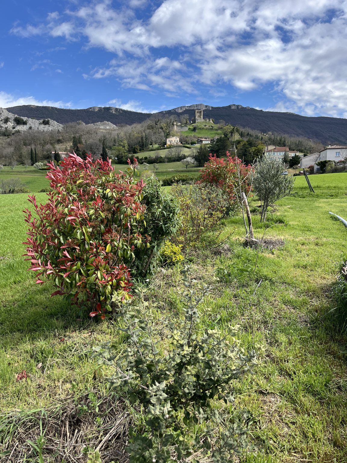 Vite des haies champêtres