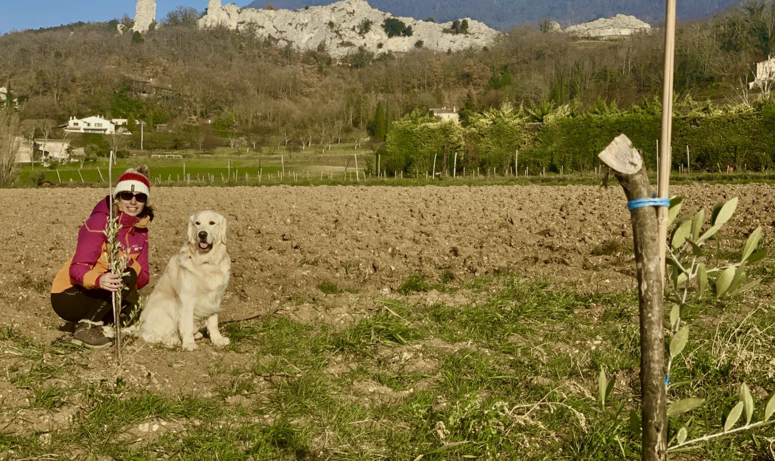 A la sainte Olive, on plante des oliviers