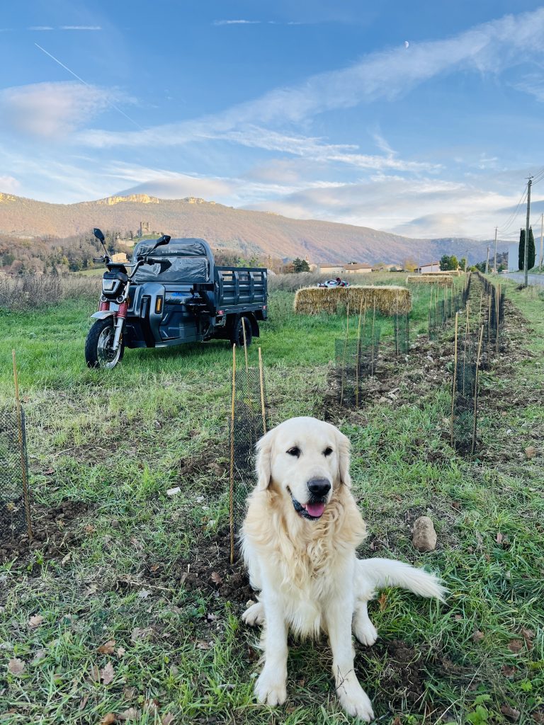 Simba devant la haie biodiversité  coté Sud de Wopaya