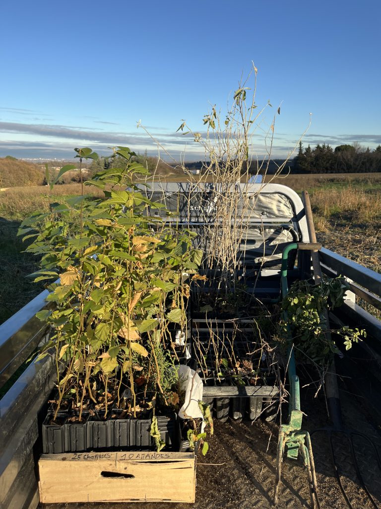le triporteur chargé de plants pour le chantier de plantation de haie biodiversité
